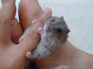smallest type of hamster