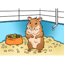 Hamster cage