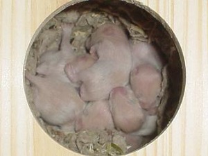 Baby hamsters