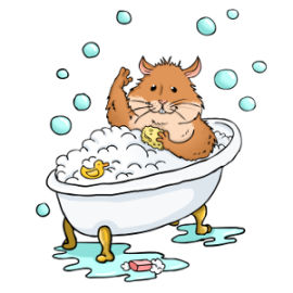 A hamster having a wash