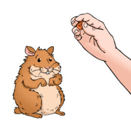How to train a hamster