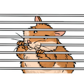 Why do hamsters chew bars?