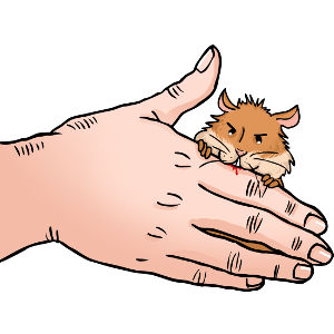 Why do hamsters bite?