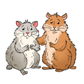 Should hamsters live alone or be kept in pairs?