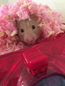 Hamster bedding on top of a hamster