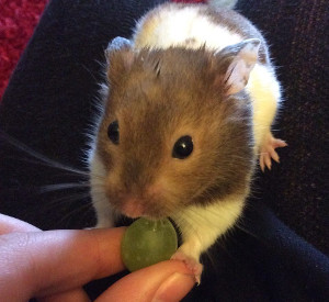 can hamsters eat grapes