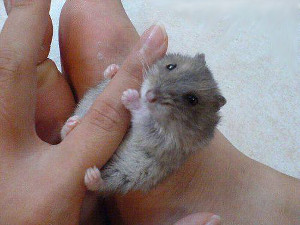 Hamster-Finger-300